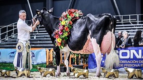 Foto de Llinde Ariel Jordan gana por quinta vez consecutiva el Concurso Nacional de Raza Frisona