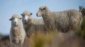 Foto de Syva suministra Syvazul BTV3 para vacunar frente al serotipo 3 de la lengua azul en España