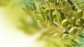 Foto de UPA ve positiva las cifras del aforo del aceite de oliva, pero sujetas a las lluvias