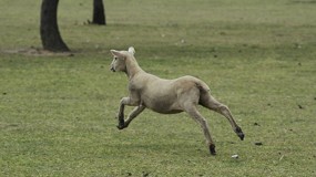 Fotografia de [es] La piel fina de cordero pierde un 21,9% de su precio durante el ltimo ejercicio