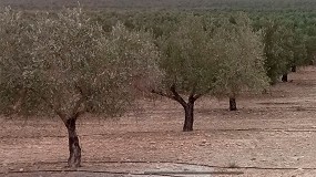 Foto de La campaa 2025 de producccin de aceituna en Almera caer un 43,5% respecto a las 5 ltimas cosechas