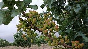 Foto de Eficiencia y sostenibilidad en cultivos de alto valor, a debate en el prximo Frum Almendro & Pistacho