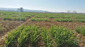 Foto de Biofertilizantes: un crecimiento ms verde