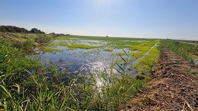 Foto de El control biolgico en arrozales es la estrategia ms sostenible frente a los mosquitos vectores del virus del Nilo