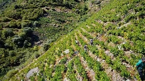 Foto de Casi 5 millones de kg de uva, la cifra de vendimia en Ribeira Sacra