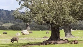 Foto de Seis proyectos de I+D del Cicytex sobre sanidad, alimentación animal y calidad de carne