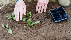 Foto de Un estudio revela el impacto de la fertilización fosfatada en el secuestro de carbono en los suelos agrícolas