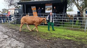 Foto de Buenos resultados de la subasta de Rubia Gallega en Rodeiro con un precio medio de 2.500 euros