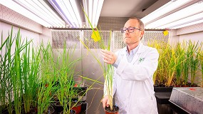 Foto de El CSIC recibe financiacin para desarrollar la fijacin biolgica de nitrgeno en cereales