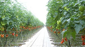 Foto de El clima y las plagas condicionan el inicio de la campaa hortofrutcola