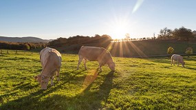 Foto de GO SECUESVAC, el nuevo proyecto para optimizar el secuestro de carbono en el vacuno de carne