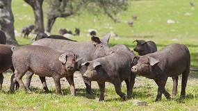La meteorologa favorece una montanera con una buena maduracin de bellota