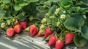 Foto de Un nuevo mtodo predice la vida til de las fresas en tiempo real