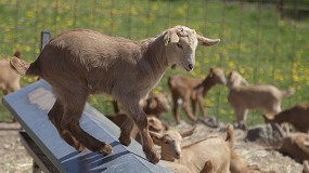 Foto de El cabrito afronta la crucial poca navidea con un precio ms bajo que el pasado ao