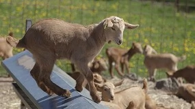 Foto de El cabrito afronta la crucial poca navidea con un precio ms bajo que el pasado ao