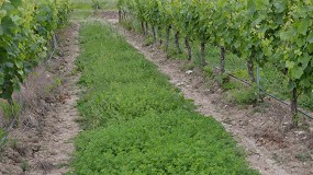 AEACSV organiza un curso sobre implantacin de cubiertas vegetales en cultivos leosos