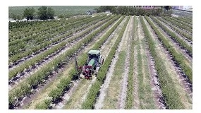 Foto de Amendoal superintensivo: tcnicas e benefcios da poda verde