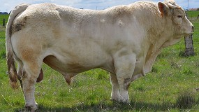 El Censyra de Badajoz acoge la Subasta de Salida de Testaje de la raza Charolesa