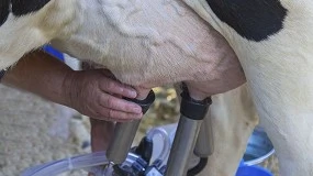 Foto de Asturias abona ms de 5,8 millones de euros para la produccin sostenible de leche de vaca