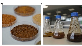 Foto de Innovacin biotecnolgica en la valorizacin de subproductos orgnicos como ingredientes de alto valor para las industrias de suplementacin nutricional y cosmtica