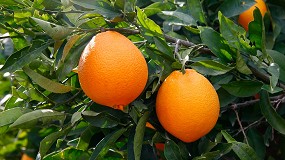 Foto de Productores de Andaluca y Alicante denuncian precios por debajo de coste para la naranja de zumo