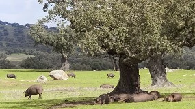 Foto de Los mataderos buscan valorizar los subproductos del ibrico para ampliar la comercializacin