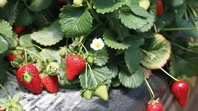 Foto de Investigadores de la UCO desarrollan un nuevo mtodo para predecir la vida til de las fresas en tiempo real