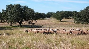 Foto de Oleada de robos de corderos en explotaciones ovinas de la provincia de Badajoz