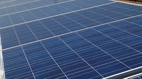 Foto de Las placas fotovoltaicas y el olivar en seto son más productivos si conviven en el mismo terreno