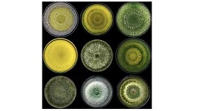 Foto de La aplicacin de Trichoderma atroviride I-1237 en heridas de poda reduce la infeccin por hongos asociados al decaimiento por Botryosphaeria