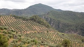 Foto de La Sierra de Segura celebra su Fiesta del Primer Aceite con la colaboracin de la Denominacin de Origen