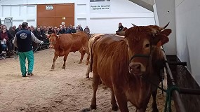 Foto de La ltima subasta del ao de Rubia Gallega cierra con un precio medio de 3.060 euros