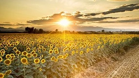 Foto de Europa espera la peor cosecha de girasol desde el ao 2015