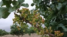 Foto de Nuevas tecnologas aplicadas al pistachero: Sensrica en campo