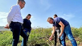 Foto de Los primeros datos sobre el cultivo de yuca en Canarias indican potencial para alimentacin animal