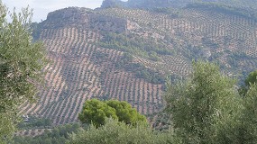 Foto de El consumidor mundial apoya el consumo de aceite de oliva a pesar de su desconocimiento