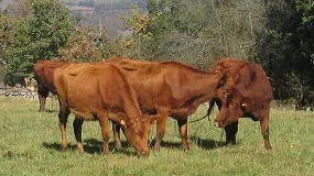 Foto de Cantabria convoca ayudas de 180.000 euros para el fomento de razas autctonas