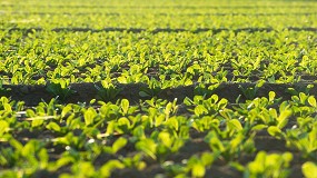 Foto de Riego por goteo: una apuesta sostenible para maximizar la producci�n de hortalizas de invierno