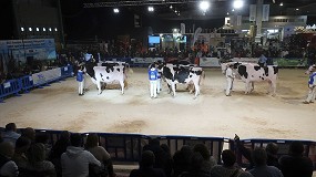 Foto de Los concursos de Abanca Cimag-GandAgro citan a los mejores ejemplares de raza Frisona