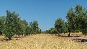 Foto de La renta agraria crece este ao un 14,2% respecto a 2023