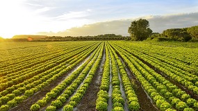 Foto de La sanidad vegetal, punto crtico en el cultivo de hortcolas al aire libre