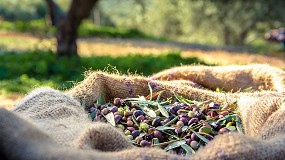 Foto de La produccin de aceite de oliva alcanza casi las 300 toneladas.