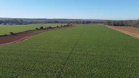 Foto de El sector de la patata temprana de Andaluca prueba con xito el uso de drones frente al mildiu