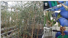 Foto de El proyecto europeo BeXyl avanza en el desarrollo de mtodos de deteccin temprana de la bacteria Xylella fastidiosa en olivo