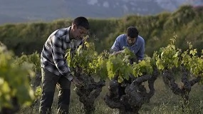 Foto de La bodega Gil Berzal, de Laguardia, sale de la DOC Rioja