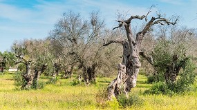 Foto de El proyecto europeo BeXyl avanza en el desarrollo de mtodos de deteccin temprana de la bacteria Xylella fastidiosa en olivo