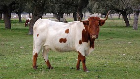 Anabe organiza un curso sobre gestin de explotaciones de razas Berrendas