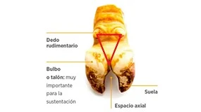 Foto de Comparacin del efecto de dos tratamientos tpicos frente a la dermatitis digital bovina