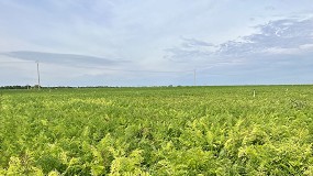 Foto de Los retos de la horticultura extensiva, a debate el prximo 15 de enero en Cullar