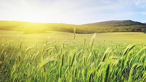 Manejo integrado de enfermedades foliares en cereales